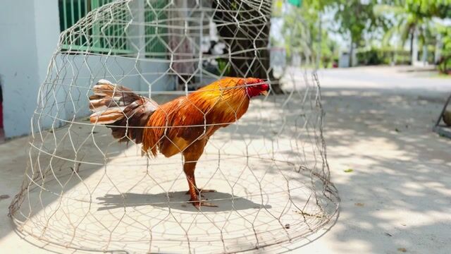 Khét. Mua bán Gà tại Thành phố Vĩnh Long Vĩnh Long được đăng bởi HK hình 1