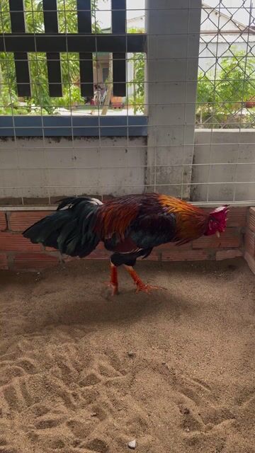 Gà đều 2kg850 trạng chơi 2kg9. Mua bán Gà tại Thành phố Tân An Long An được đăng bởi lê văn nù hình 1