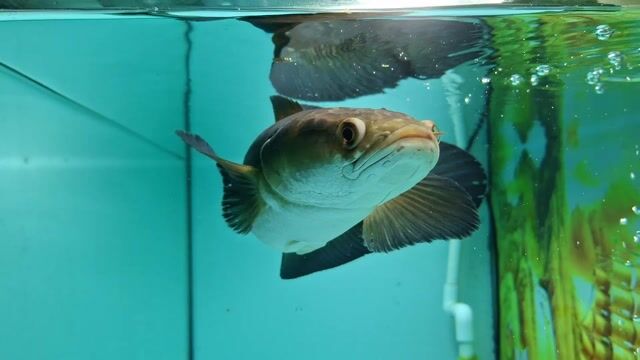 TL trọn bộ Red size 36 hồ , đèn lọc bơm. Mua bán Thú cưng khác tại Quận Bình Tân Tp Hồ Chí Minh được đăng bởi Thanh An hình 1