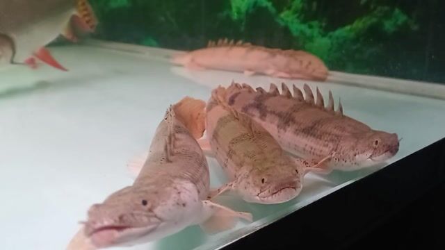 Cá Cửu sừng hoàng đế 30+. Mua bán Thú cưng khác tại Quận Tân Bình Tp Hồ Chí Minh được đăng bởi Nguyen kha hình 1