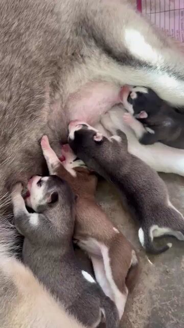 Chó Husky nhỏ đực cái. Mua bán Chó tại Quận Tân Phú Tp Hồ Chí Minh được đăng bởi Vinh Tran hình 1