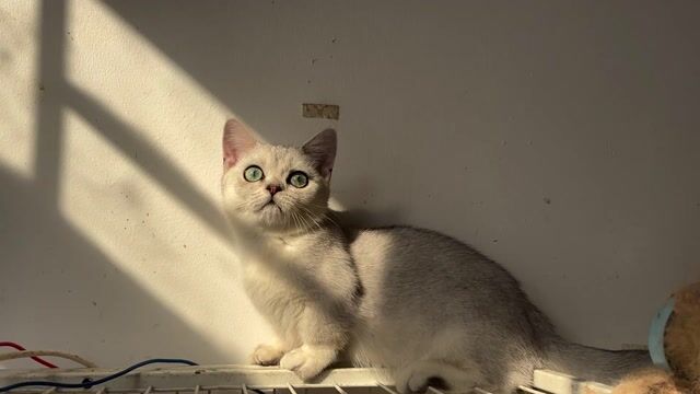 Mèo Munchkin silver shaded đực. Mua bán Mèo tại Quận 4 Tp Hồ Chí Minh được đăng bởi Nguyễn Ngọc Ý hình 1