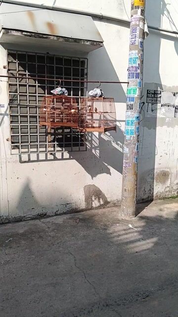 Lồng chim chào mào tre già. Mua bán Chim tại Quận 12 Tp Hồ Chí Minh được đăng bởi Lâm hình 1