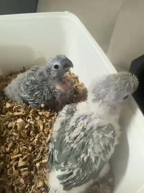 Chim Greencheek Baby Xanh. Mua bán Chim tại Thành phố Thủ Đức Tp Hồ Chí Minh được đăng bởi Bui Trong Nguyen hình 1