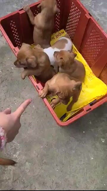 Chó con màu Nâu trắng. Mua bán Chó tại Huyện Yên Phong Bắc Ninh được đăng bởi Dung Nguyen hình 1