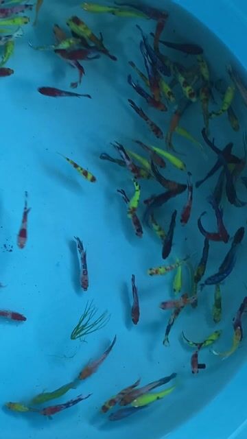 Cá betta đa sắc dễ nuôi 30 con 100k. Mua bán Thú cưng khác tại Quận 7 Tp Hồ Chí Minh được đăng bởi Cuong Ken Dy hình 1