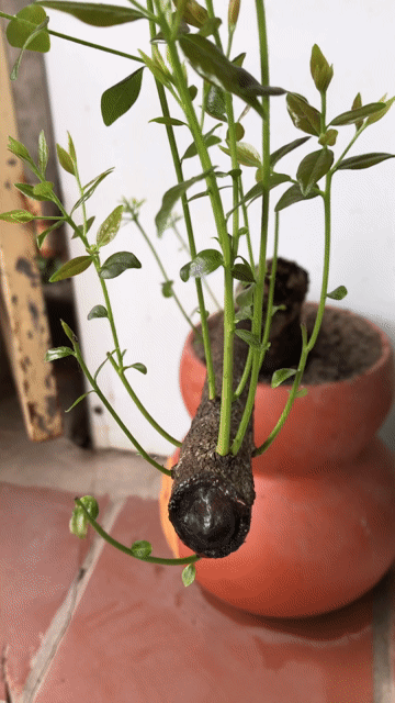 Cây muội hồng chậu Gốm. Mua bán Cây cảnh, đồ trang trí tại Huyện Gia Lâm Hà Nội được đăng bởi Nguyễn thành công hình 1