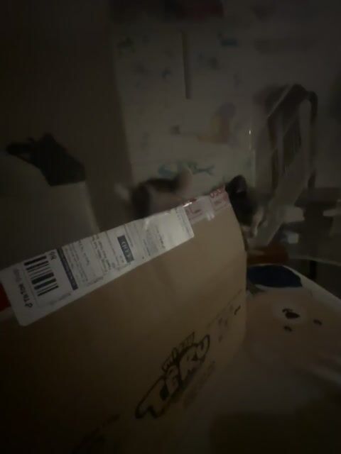 Mèo aln xám. Mua bán Mèo tại Quận Hoàng Mai Hà Nội được đăng bởi Vương My hình 1