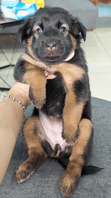 Gái Nhật lai mực ú nu chào sen hihi🤗😁🐾. Mua bán Chó tại Huyện Hóc Môn Tp Hồ Chí Minh được đăng bởi Ánh Dương Pet hình 1