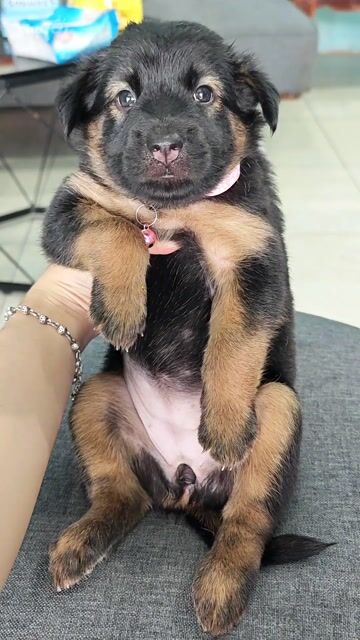 Gái Nhật lai mực ú nu chào sen hihi🤗😁🐾. Mua bán Chó tại Huyện Hóc Môn Tp Hồ Chí Minh được đăng bởi Ánh Dương Pet hình 1