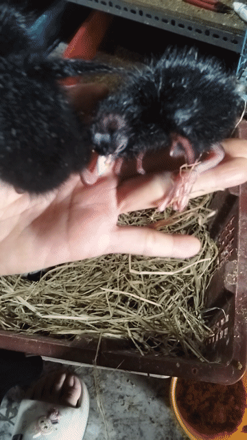 Chim Trích cồ non 1 cặp. Mua bán Chim tại Huyện Hóc Môn Tp Hồ Chí Minh được đăng bởi Hoàng Ngọc Bà Điểm hình 1