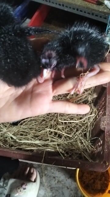 Chim Trích cồ non 1 cặp. Mua bán Chim tại Huyện Hóc Môn Tp Hồ Chí Minh được đăng bởi Hoàng Ngọc Bà Điểm hình 1