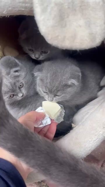 Mèo Anh lông ngắn Xám xanh 2 tháng. Mua bán Mèo tại Quận Đống Đa Hà Nội được đăng bởi Đỗ Thị Mỹ Dung hình 1