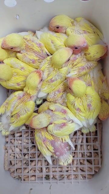 Chim Lovebird Vàng lutino 25 ngày. Mua bán Chim tại Quận Tân Bình Tp Hồ Chí Minh được đăng bởi Nguyen Quoc hình 1