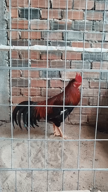 3 bé 2 triệu gà tật lổi nhẹ hiện 3k1 ăn lên.... Mua bán Gà tại Huyện Giồng Trôm Bến Tre được đăng bởi Chí Tâm hình 1