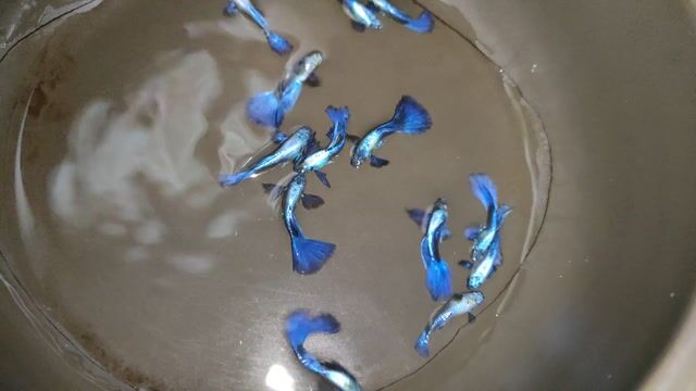 Cá bảy màu Rồng Tím. Mua bán Thú cưng khác tại Quận Bình Tân Tp Hồ Chí Minh được đăng bởi Minh hình 1