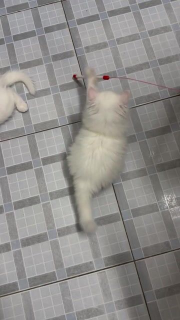 Mèo đực 2 tháng tuổi. Mua bán Mèo tại Quận 7 Tp Hồ Chí Minh được đăng bởi Đào hình 1