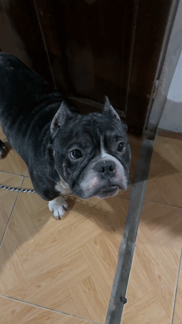 Chó Bully đực gần 1 tuổi ( có bớt chút lộc cho sen. Mua bán Chó tại Huyện Cẩm Xuyên Hà Tĩnh được đăng bởi Trần Huyền Thương hình 1