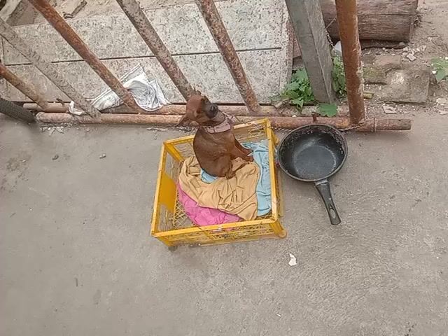 Chó Phốc Hươu Vàng đã tiêm phòng. Mua bán Chó tại Huyện Gia Lâm Hà Nội được đăng bởi NGUYÊN KHANG NGUYÊN VŨ hình 1