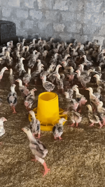 Gà Đông Tảo 5-6 lạng/con chân đỏ. Mua bán Gà tại Huyện Phước Long Bạc Liêu được đăng bởi Lê Cường hình 1