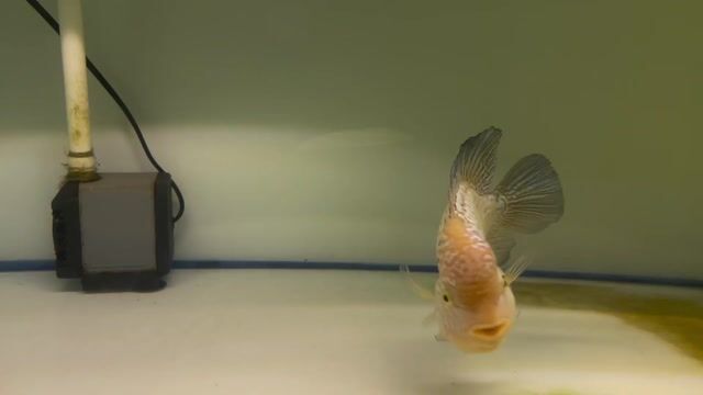 Cá cảnh 4 ngón Trắng Khỏe. Mua bán Thú cưng khác tại Quận 5 Tp Hồ Chí Minh được đăng bởi Thành  hình 1