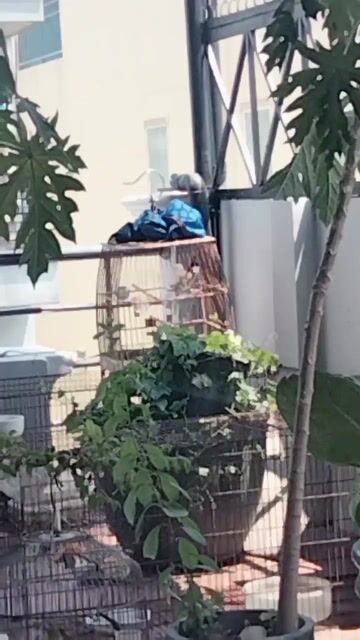 Chim chào mào dữ. Mua bán Chim tại Quận Tân Phú Tp Hồ Chí Minh được đăng bởi bi hình 1