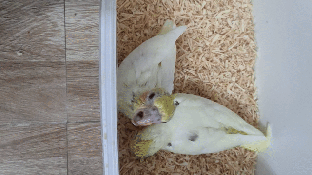 chim cockatiel dạy nói. Mua bán Chim tại Quận Hai Bà Trưng Hà Nội được đăng bởi Shop chim cảnh hình 1