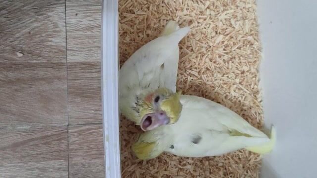 chim cockatiel dạy nói. Mua bán Chim tại Quận Hai Bà Trưng Hà Nội được đăng bởi Shop chim cảnh hình 1