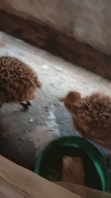 Đà điểu 1 tháng tuổi khoẻ mạnh. Mua bán Thú cưng khác tại Huyện Thạch Hà Hà Tĩnh được đăng bởi Cương Võ Tá hình 1