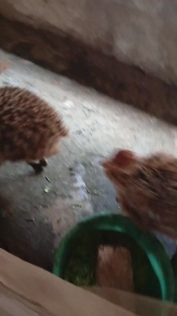 Đà điểu 1 tháng tuổi khoẻ mạnh. Mua bán Thú cưng khác tại Huyện Thạch Hà Hà Tĩnh được đăng bởi Cương Võ Tá hình 1