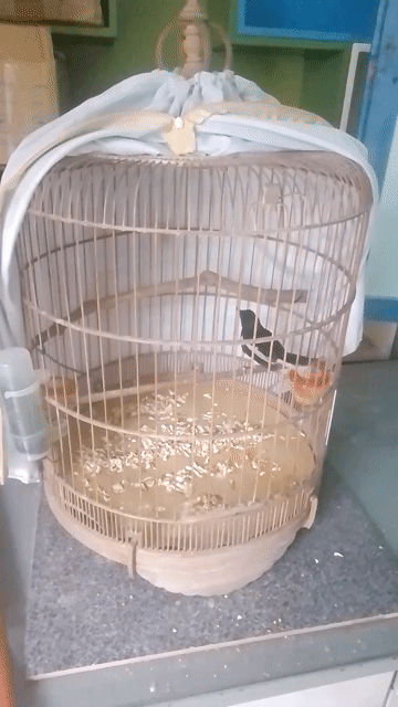 Than 1 mùa siêng hót . Mua bán Chim tại Thành phố Thủ Đức Tp Hồ Chí Minh được đăng bởi Long hình 1