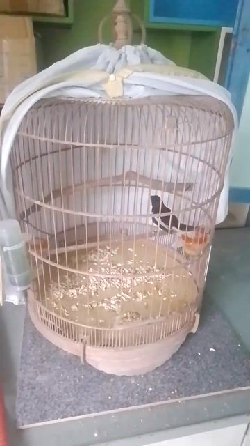 Than 1 mùa siêng hót . Mua bán Chim tại Thành phố Thủ Đức Tp Hồ Chí Minh được đăng bởi Long hình 1