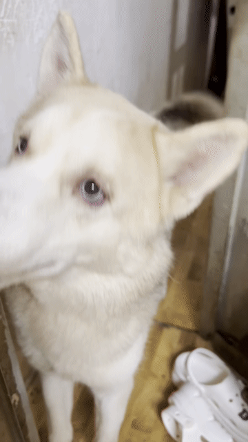 HUSKY ĐỰC 1 TUỔI. Mua bán Chó tại Quận 11 Tp Hồ Chí Minh được đăng bởi Kim Xuân hình 1