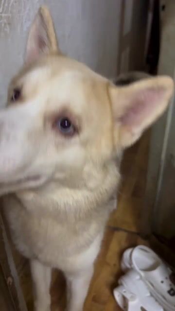 HUSKY ĐỰC 1 TUỔI. Mua bán Chó tại Quận 11 Tp Hồ Chí Minh được đăng bởi Kim Xuân hình 1