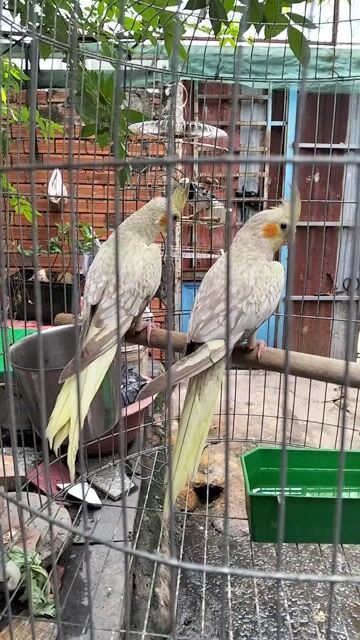 Vẹt Cockatiel Cinnamon Pearl. Mua bán Chim tại Huyện Hóc Môn Tp Hồ Chí Minh được đăng bởi ánhtuyêt hình 1