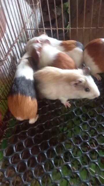 Bọ Ú Đa sắc Nông Trại Thỏ & Bọ Ú đã ngừa Ecoli. Mua bán Thú cưng khác tại Quận Bình Thạnh Tp Hồ Chí Minh được đăng bởi Thỏ Con hình 1