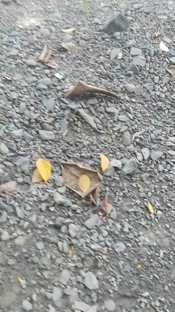 Xe đạp điện Asama bình tốt, chạy ổn định. Mua bán Xe điện tại Huyện Châu Thành Bến Tre được đăng bởi Hung Nguyen hình 1