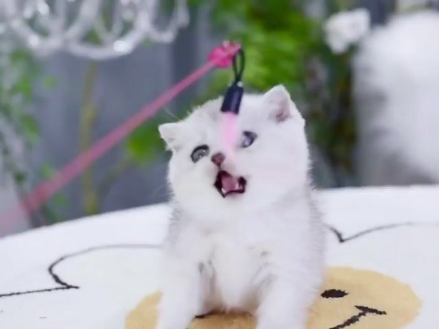 Sliver lùn cụp cái. Mua bán Mèo tại Quận Đống Đa Hà Nội được đăng bởi Nguyễn Hạnh hình 1