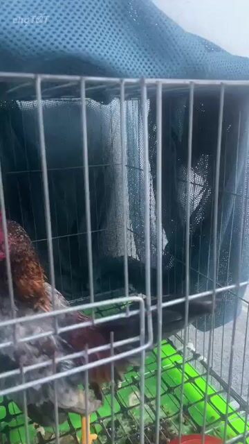 Gà kiểng xám size Mini. Mua bán Gà tại Huyện Gò Công Đông Tiền Giang được đăng bởi Ngọc Hương hình 1