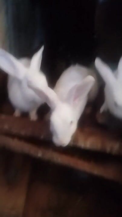 Ira-rabbitery farming and production video thumbnail