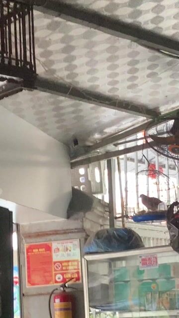 Chim Cu Pháp Malaysia. Mua bán Chim tại Quận Hoàng Mai Hà Nội được đăng bởi Huy hình 1