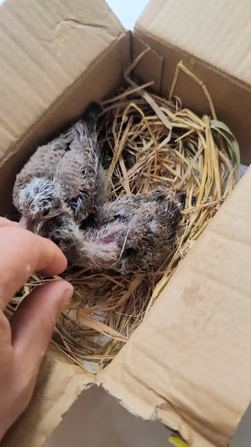 Chim cu gáy non  Thái - Việt . Mua bán Chim tại Quận 7 Tp Hồ Chí Minh được đăng bởi binh hình 1