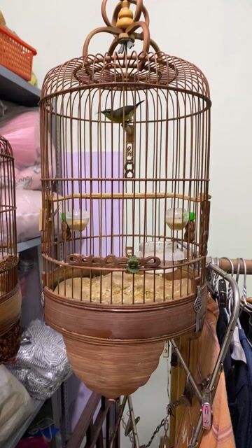 Thanh lý 5 màu mái (chim lồng). Mua bán Chim tại Quận Tân Bình Tp Hồ Chí Minh được đăng bởi Phung Thanh Tung hình 1