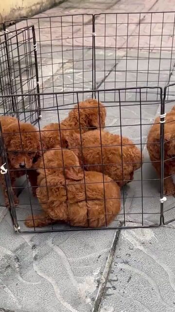 POODE TUNY TÌM NHÀ MỚI. Mua bán Chó tại Quận Bình Tân Tp Hồ Chí Minh được đăng bởi My Hoạ hình 1