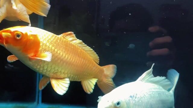 Cá chép Vàng 30 cm. Mua bán Thú cưng khác tại Quận 5 Tp Hồ Chí Minh được đăng bởi Thành  hình 1