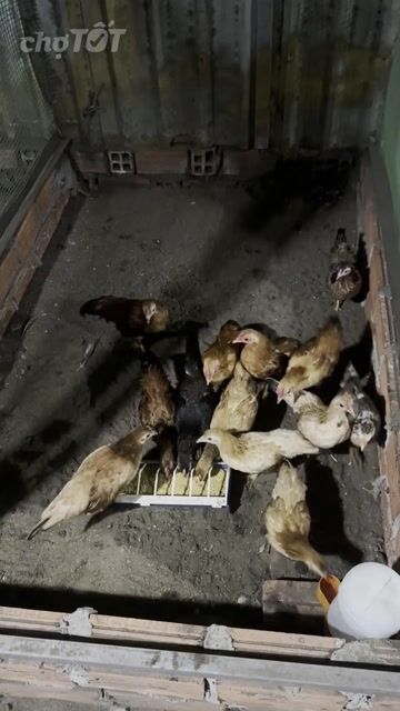 Gà tre bắc. Mua bán Gà tại Thành phố Thủ Đức Tp Hồ Chí Minh được đăng bởi Hồng hảo hình 1