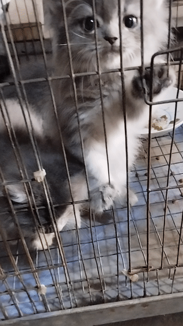 Mèo Xám xanh, Vàng. Mua bán Mèo tại Quận Bình Thuỷ Cần Thơ được đăng bởi phieu luu hình 1