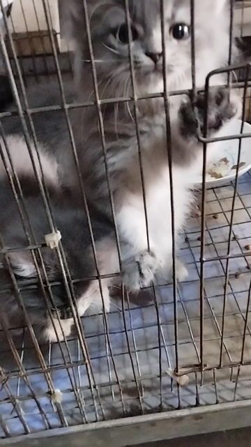 Mèo Xám xanh, Vàng. Mua bán Mèo tại Quận Bình Thuỷ Cần Thơ được đăng bởi phieu luu hình 1