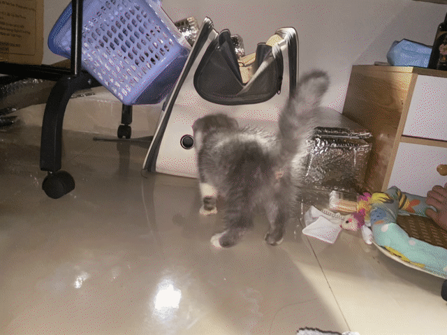 Tìm nhà mới cho bé mèo bi lông ngắn cái 🐾. Mua bán Mèo tại Quận 7 Tp Hồ Chí Minh được đăng bởi Phạm Thị Hà My hình 1