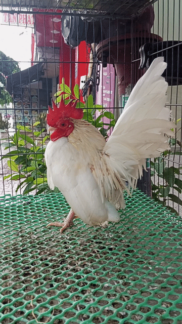 trống trắng serama. Mua bán Gà tại Quận Bình Tân Tp Hồ Chí Minh được đăng bởi cửa hàng minh trí hình 1